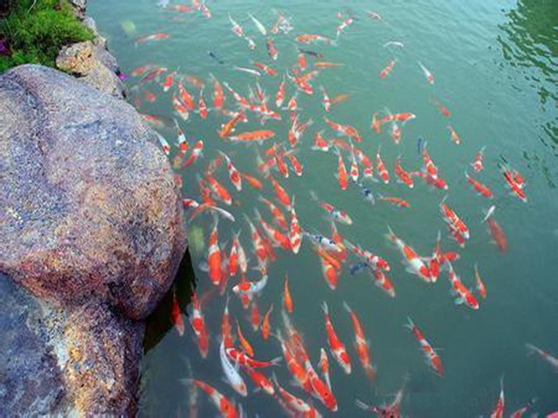 全自動(dòng)魚池凈化系統(tǒng)