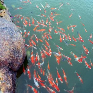 全自動(dòng)魚池凈化系統(tǒng)