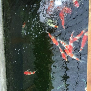 全自動(dòng)魚池凈化系統(tǒng)