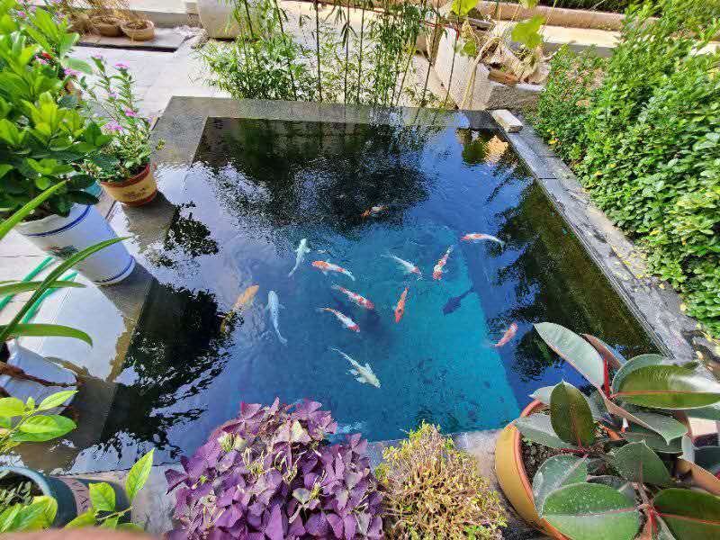 不換水魚也不會死